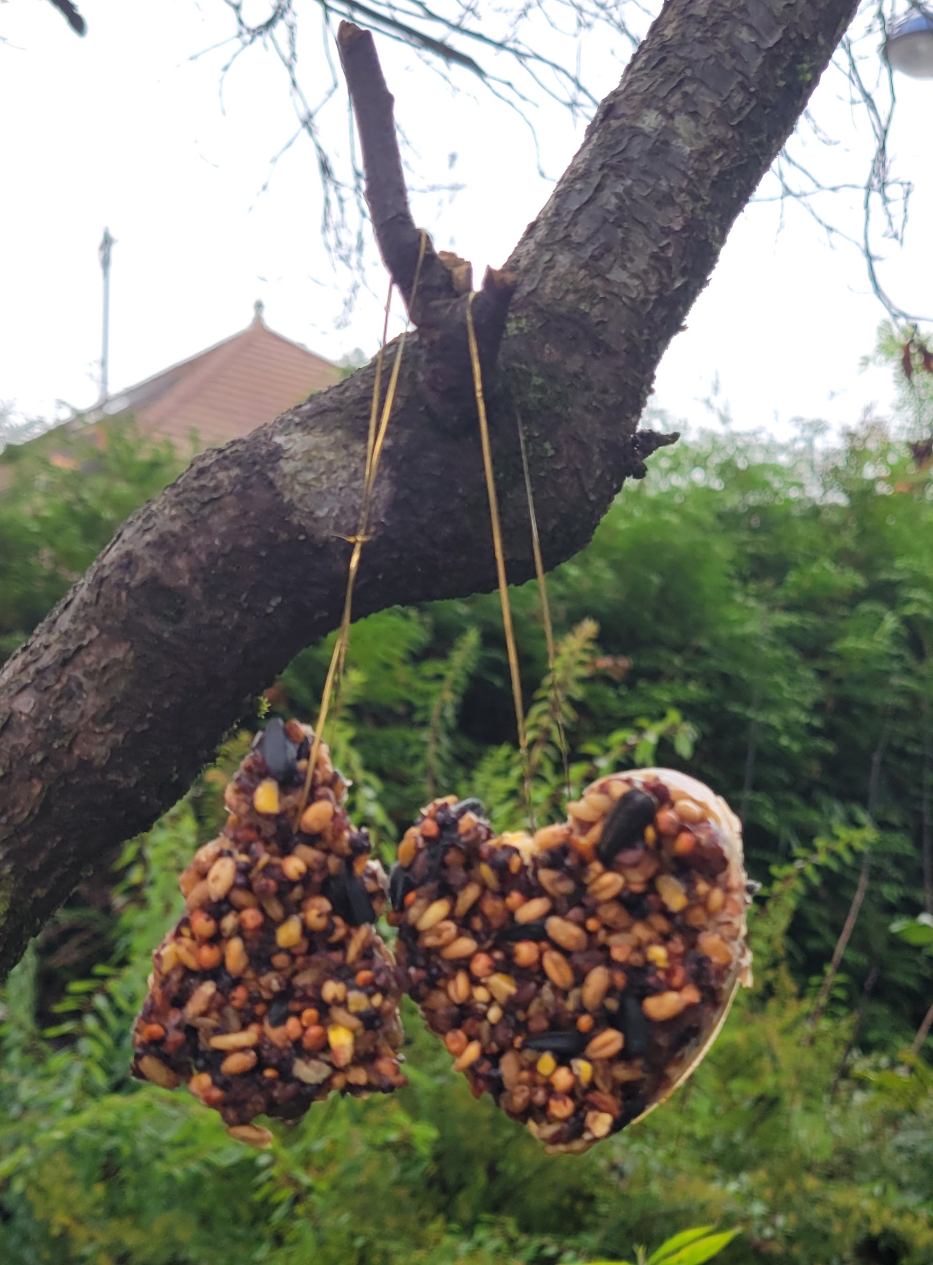 Moulage-repas des oiseaux