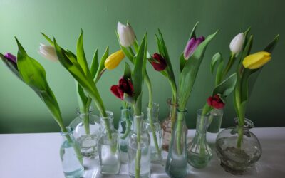 Tulipes en soliflores