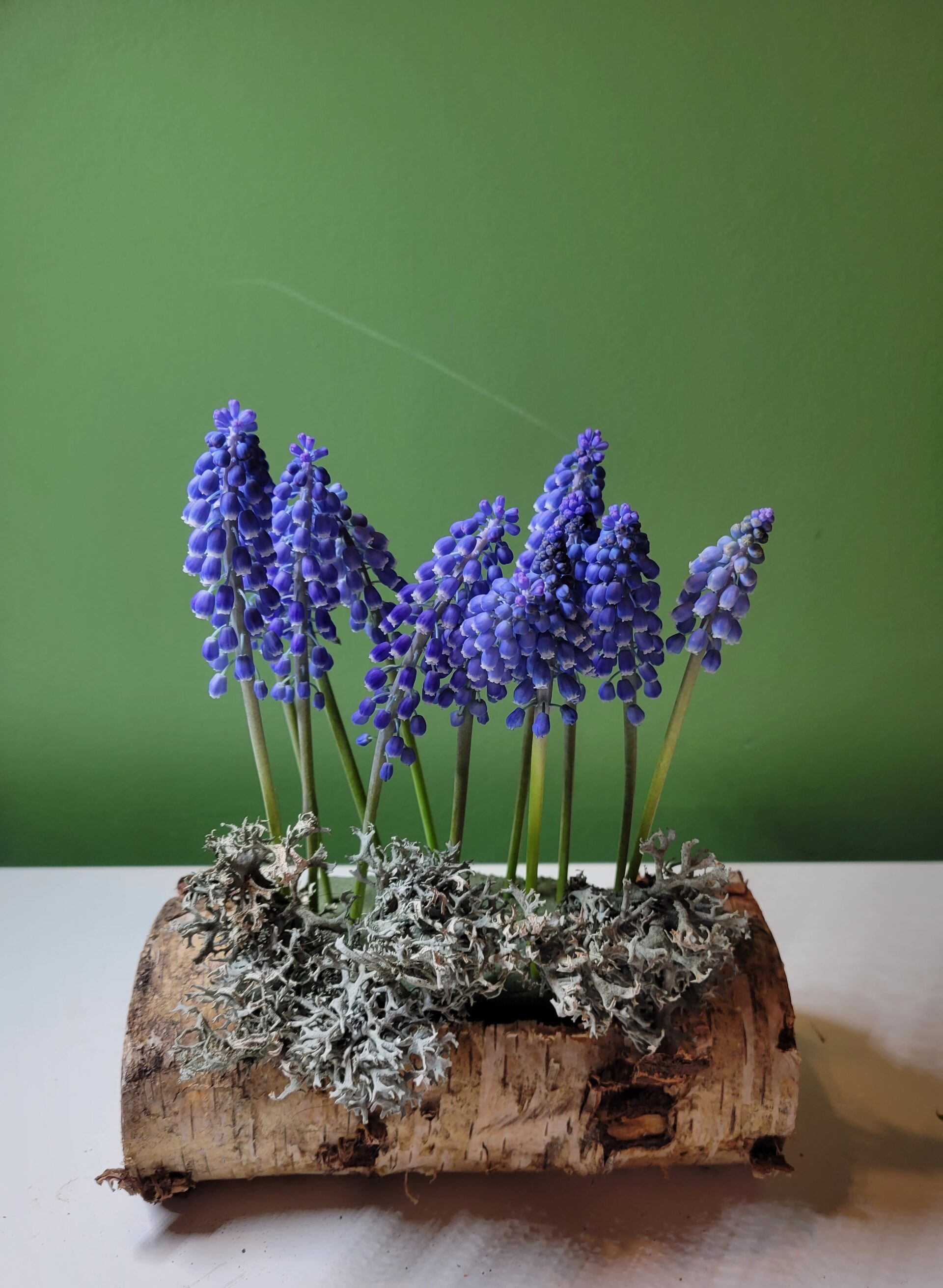 Art floral- Muscaris