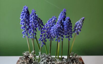 Art floral : muscaris