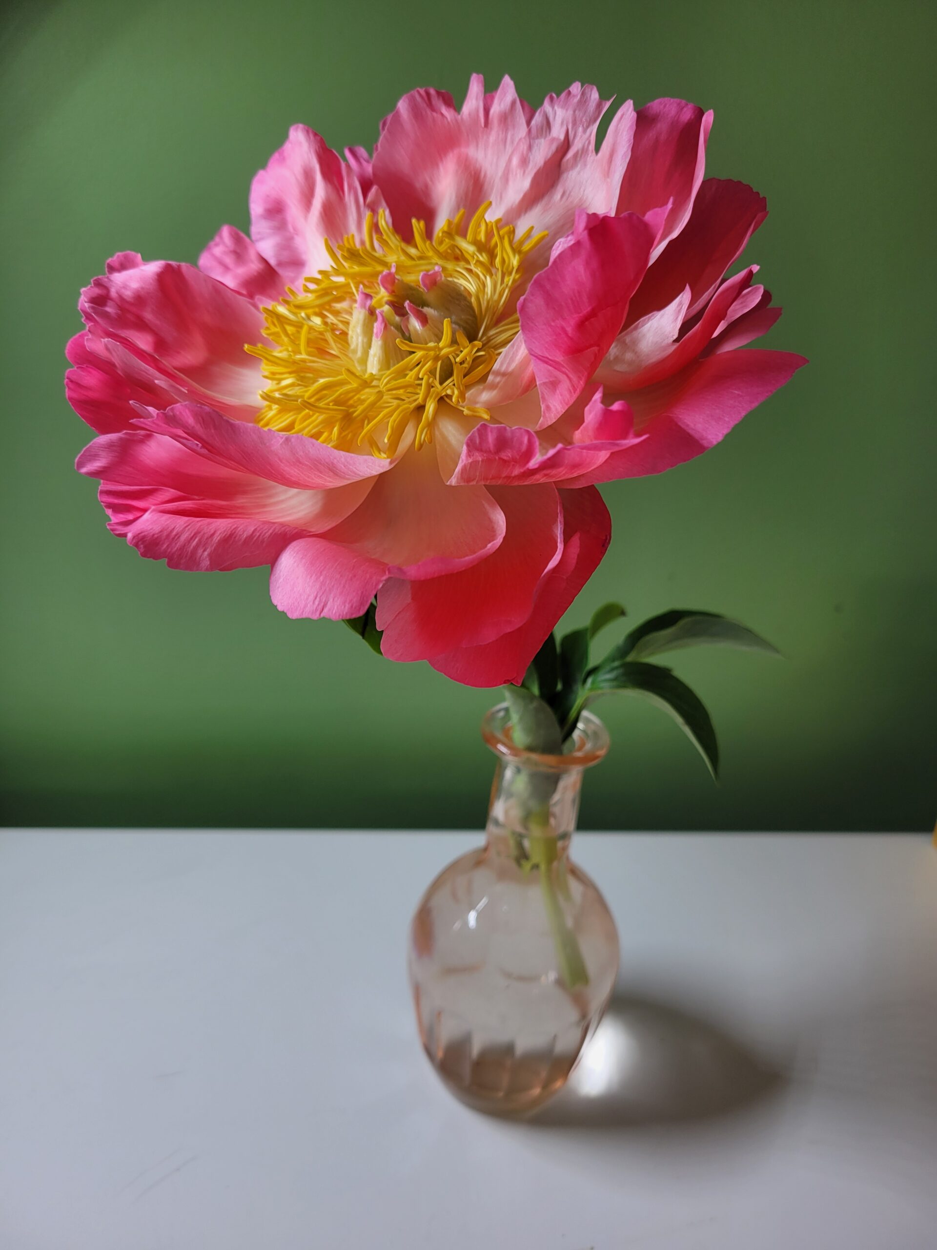 Art floral- la pivoine