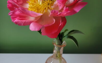 La pivoine majestueuse