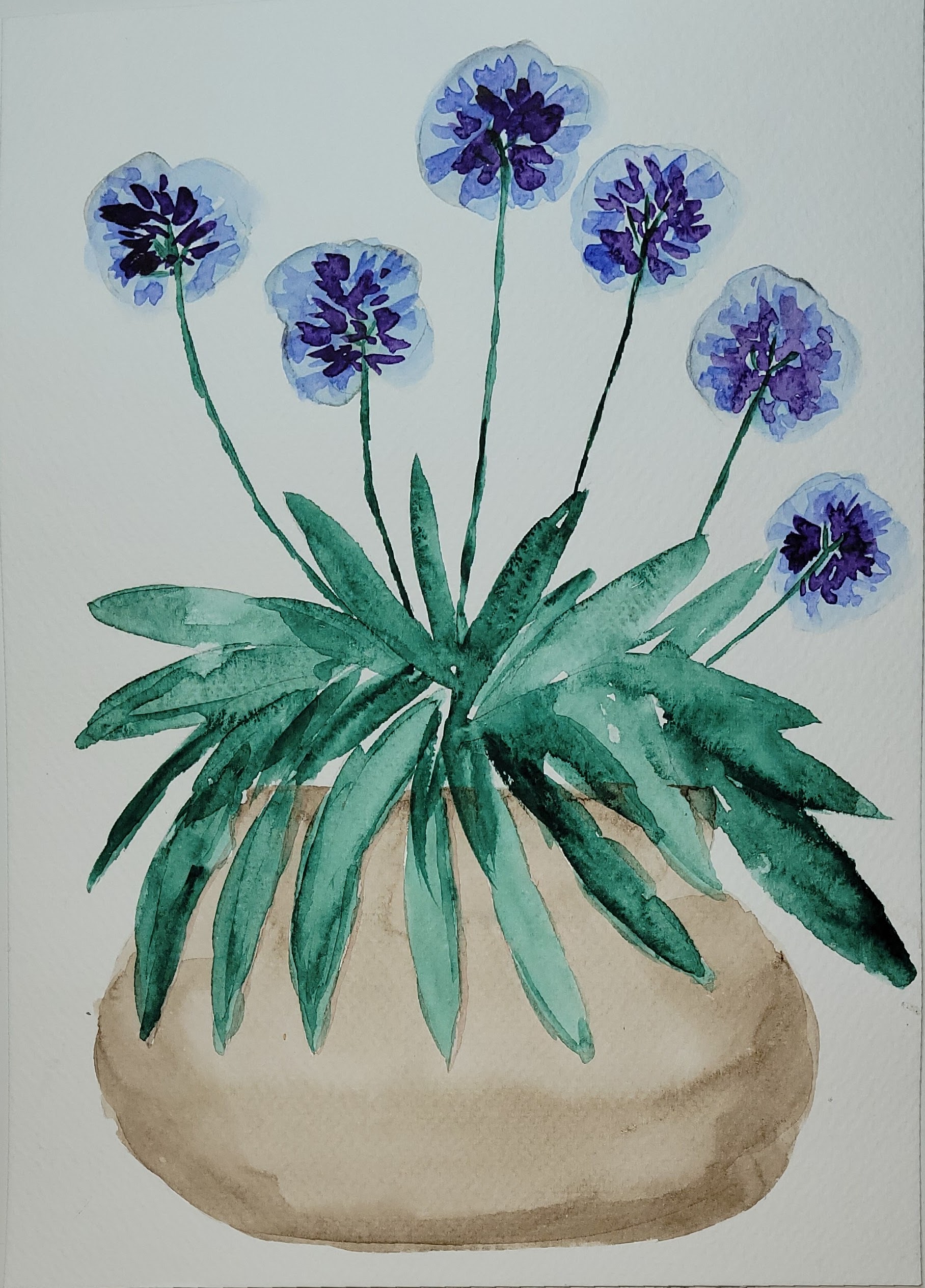 Peinture- aquarelle d'agapanthe