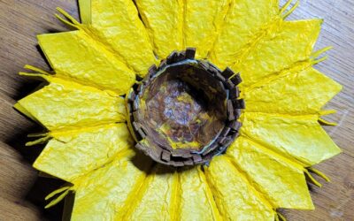 Tournesol avec boite d&rsquo;oeufs