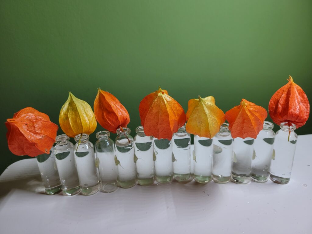 Art floral- mini vases et physalis